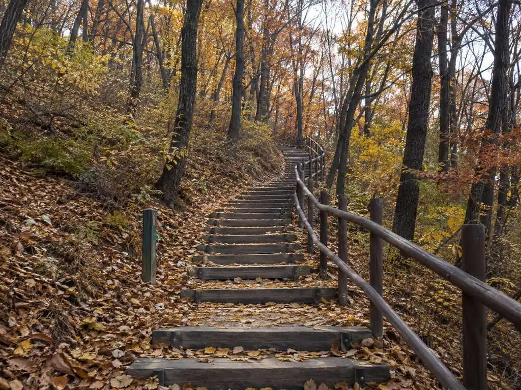 A wooded walking trail and wooden staircase on Namsan